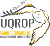L'Union québécoise de réhabilitation des oiseaux de proie (UQROP)